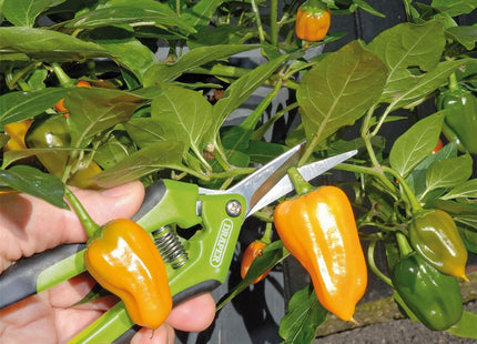 Draper Precision Curved Pruning Secateurs, 165mm 73729 Draper - Town Tools 