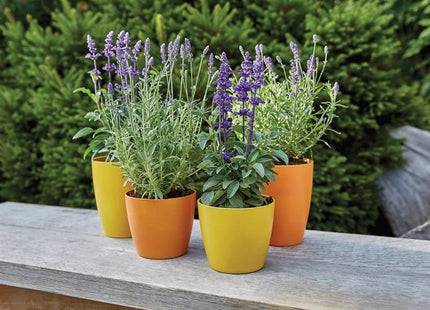 Ronseal Garden Paint Sunburst 250ml Ronseal - RockBottom Nothampton