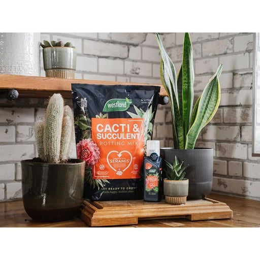Westland Cacti & Succulent Potting Mix 4 litre Westland - RockBottom Northampton