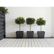 Ronseal Garden Paint Blackbird 250ml Ronseal - RockBottom Nothampton