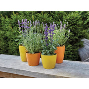 Ronseal Garden Paint Sunburst 750ml Ronseal - RockBottom Nothampton